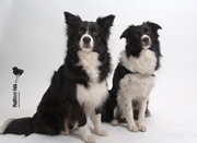 Hunde180